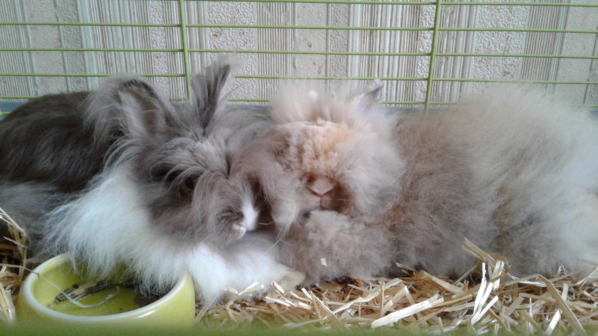 Ma Mini Ferme
