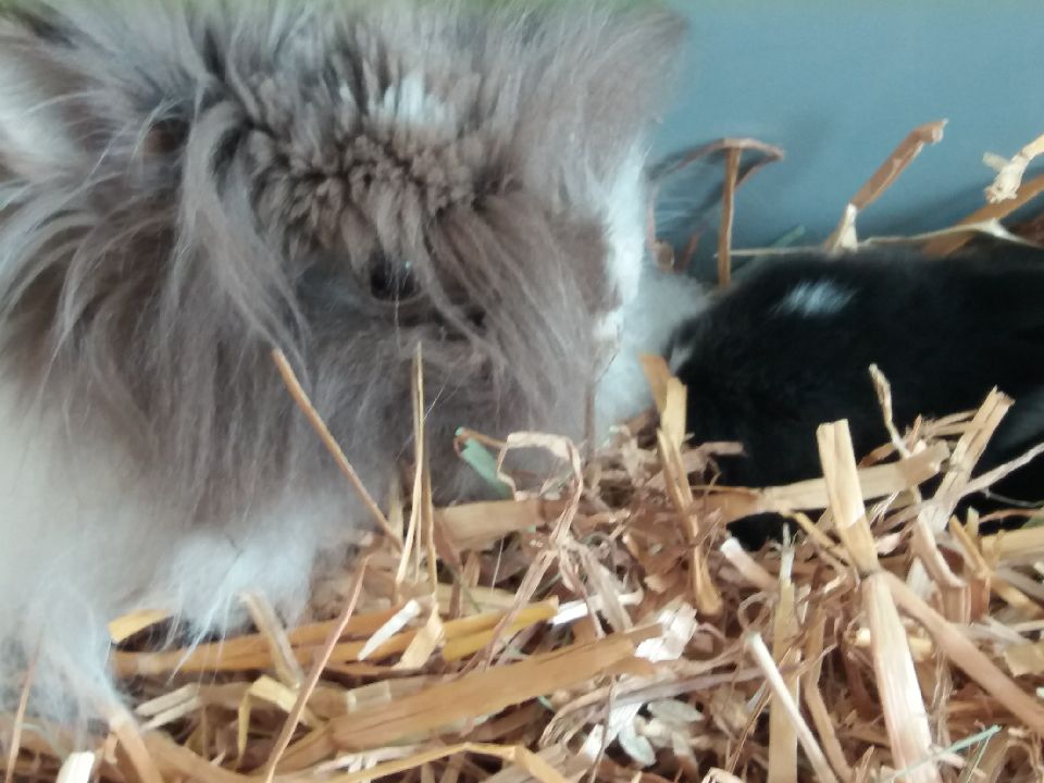 Ma Mini Ferme