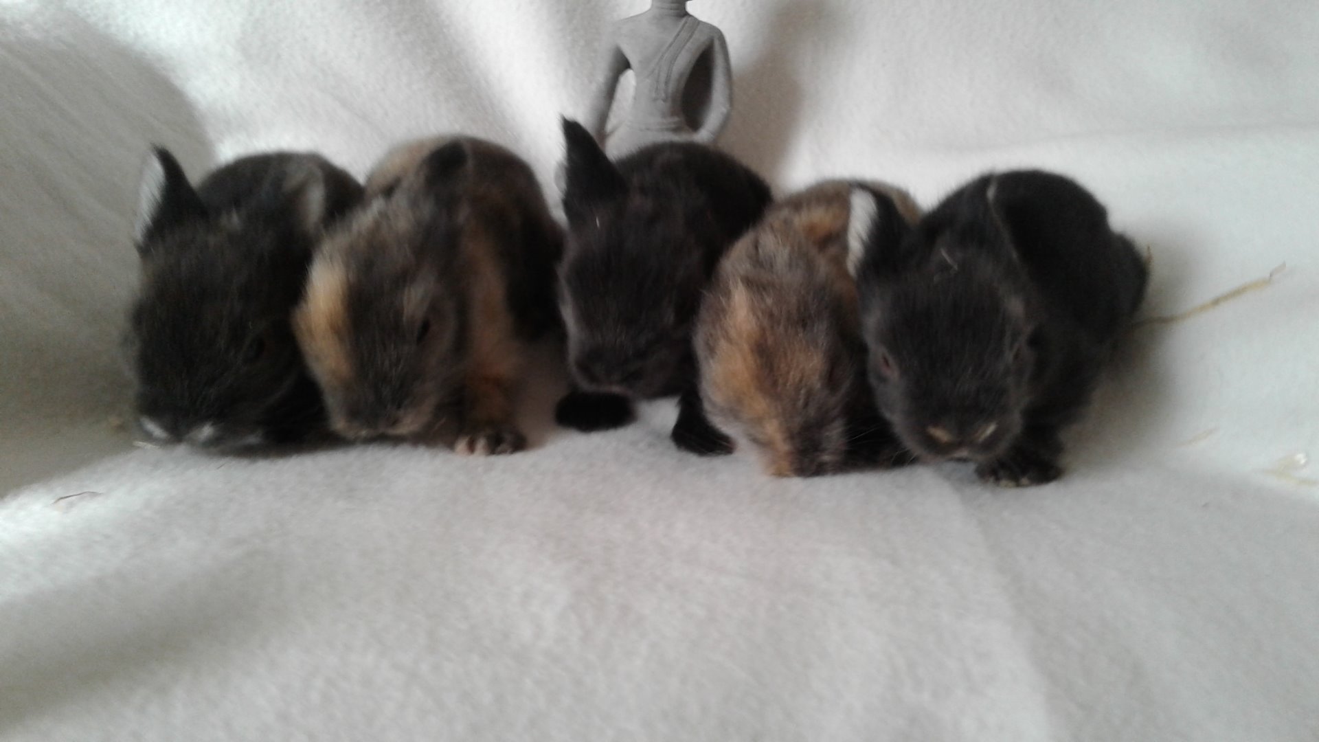 Ma Mini Ferme