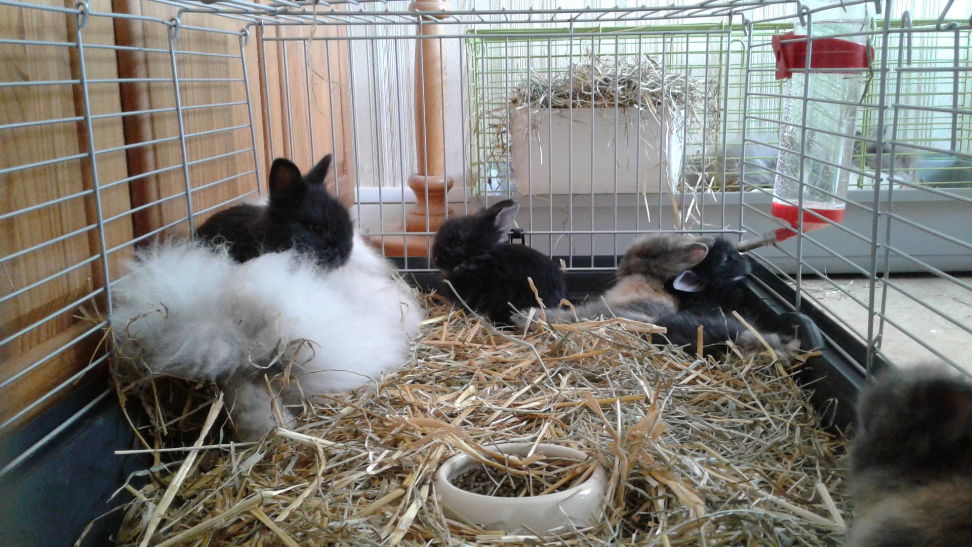 Ma Mini Ferme