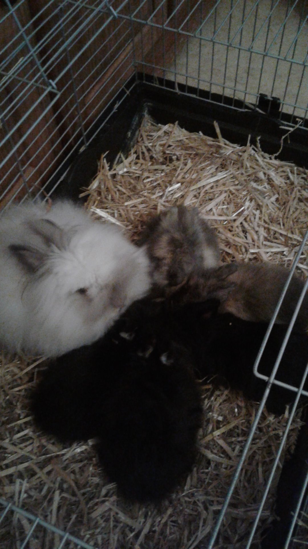Ma Mini Ferme