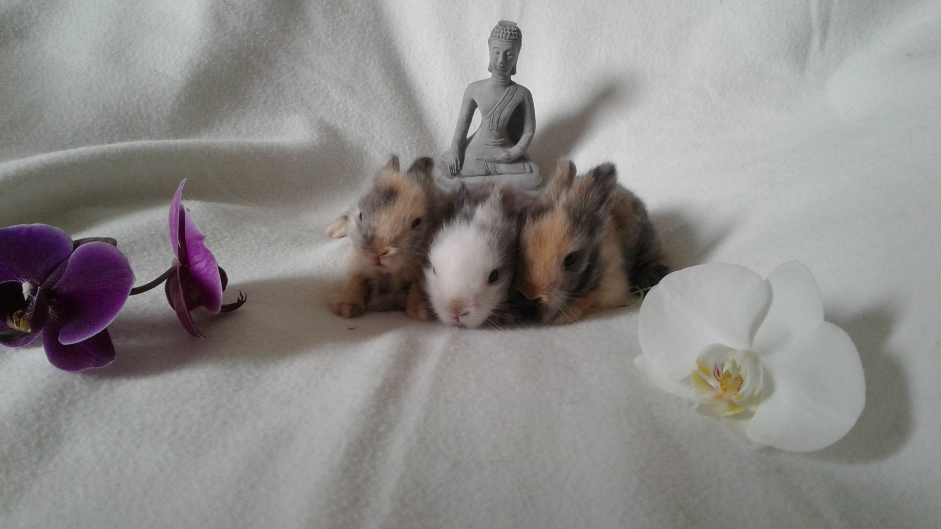 Ma Mini Ferme