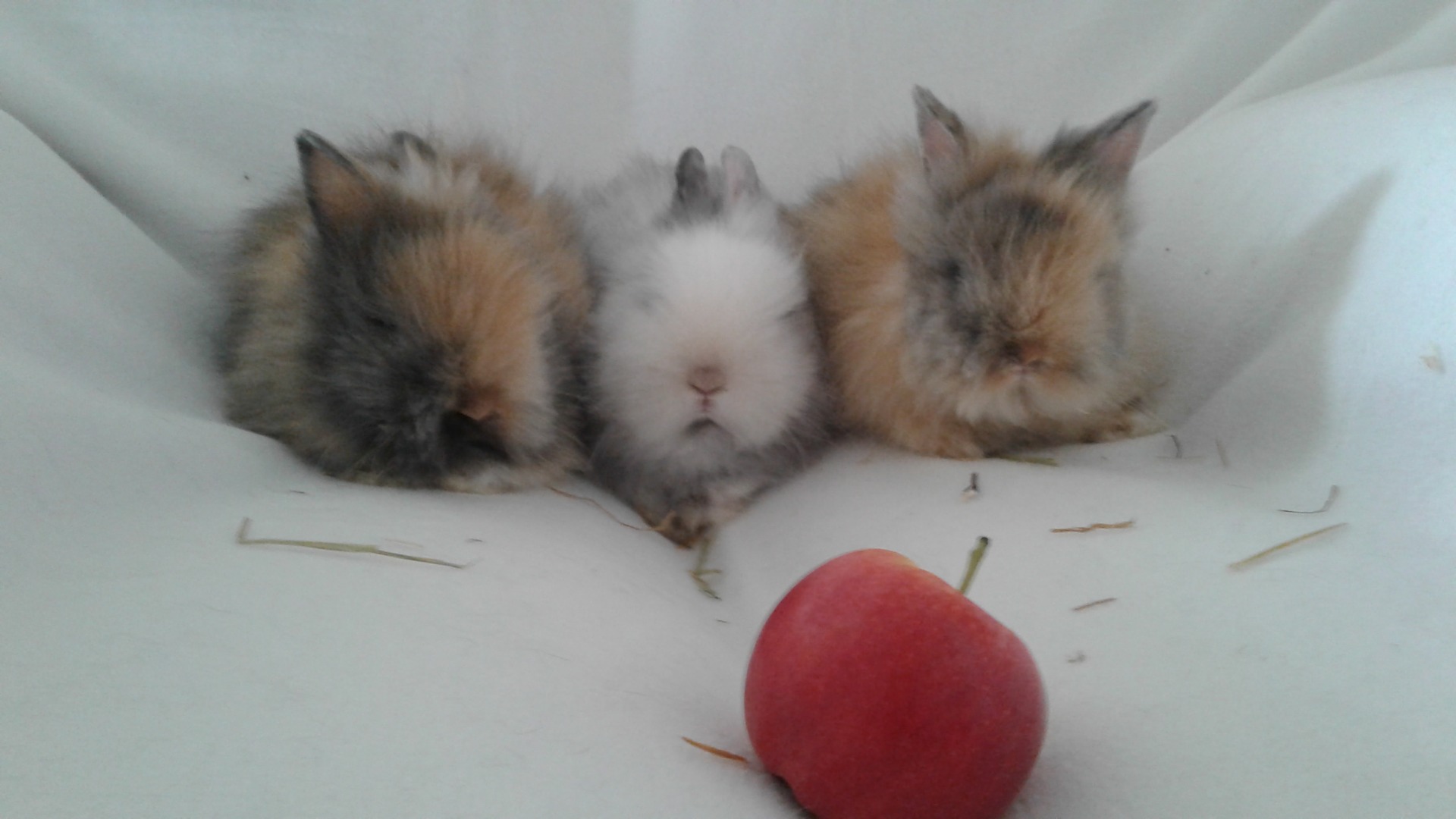 Ma Mini Ferme