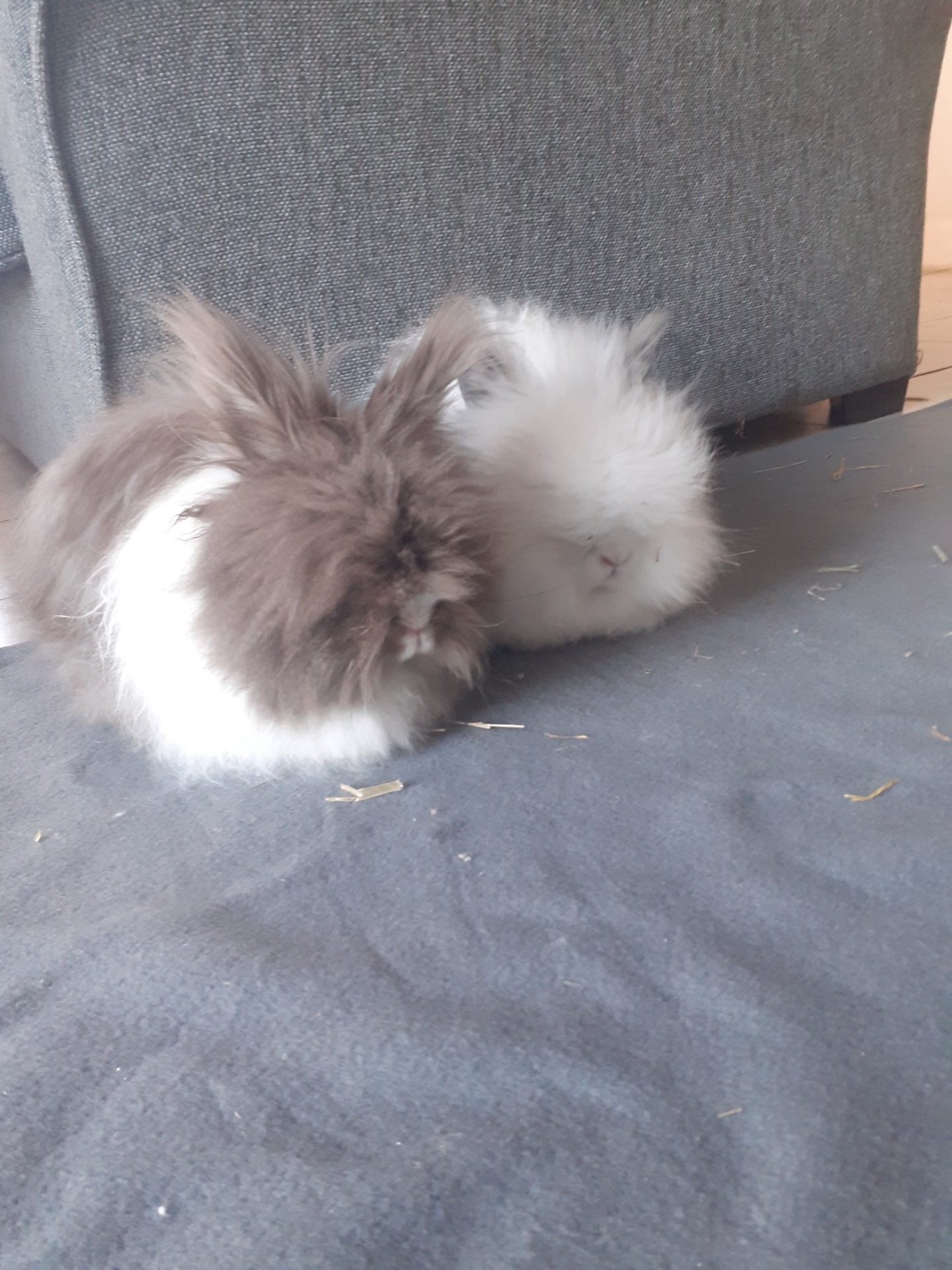 Ma Mini Ferme