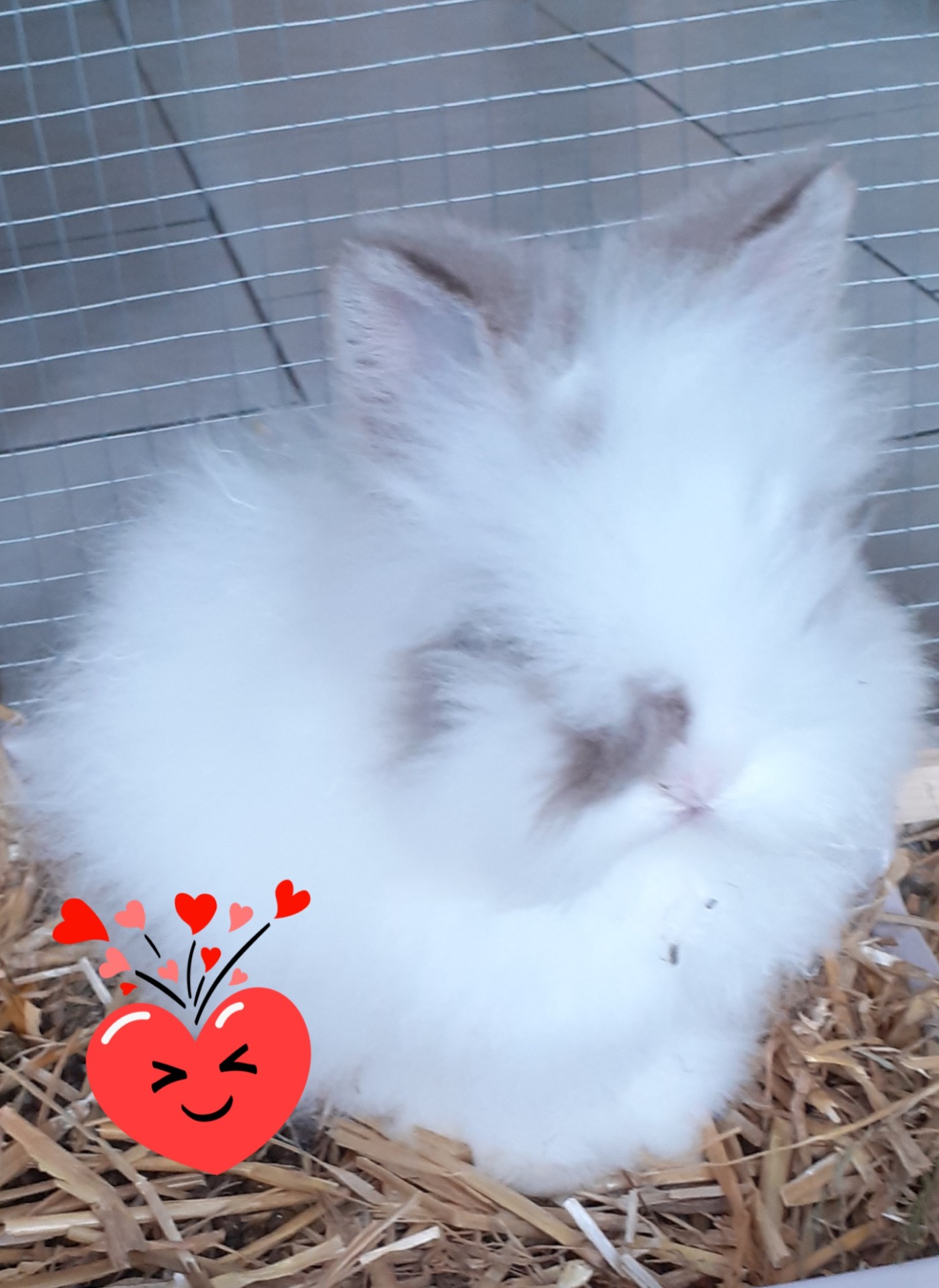 Ma Mini Ferme